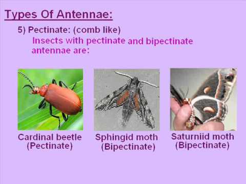 antennae -