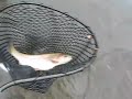 Catching 20 inch Rainbows Fly Fishing in NC with Jeff Wilkins Fly Fishing Catching 20 inch Rainbows Fly Fishing in NC with Jeff Wilkins Fly Fishing