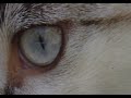 A cat\