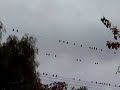 lots of birds