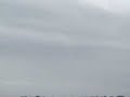 lots of birds
