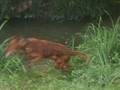 cucciolata di setter irlandese