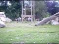 flamingo land zoo