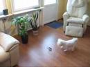 bichon-frise-viivi-leikkii-helikopterilla-osa-2.html