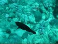 le chant des baleines