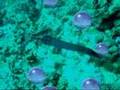 le chant des baleines