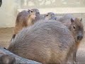 Capybara Train?????????