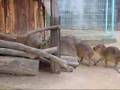 Capybara Train カピバラトレイン