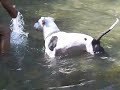 pit bull max che fa il bagno