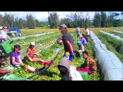 how to grow nz kumara
