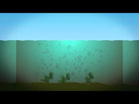 Las enfermedadesde los peces