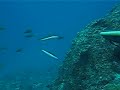 AKYA AVI, spearfishing leerfish, leccia