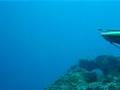 AKYA AVI  spearfishing leerfish  leccia