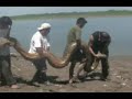 Men Wrestle Giant Snake