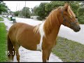 Cherry Oh Baby - Chincoteague Pony Cherry Oh Baby - Chincoteague Pony