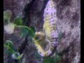 seahorse seahorse