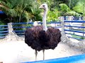 Expanzoo Expanzoo