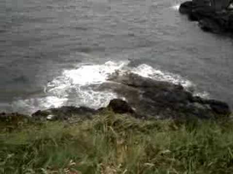 Puffins on Staffa