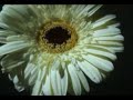 elica-to skyli