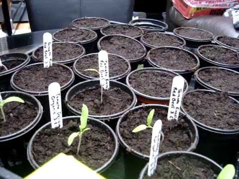 how to transplant tomato seedlings into pots