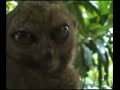 dramatic-lemur-remix.html