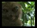 Dramatic Lemur Remix