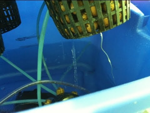 how to grow hydro weed