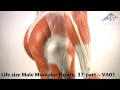 TSD 3B SCIENTIFIC GMBH Life size Male Muscular Figure, 37-part.flv