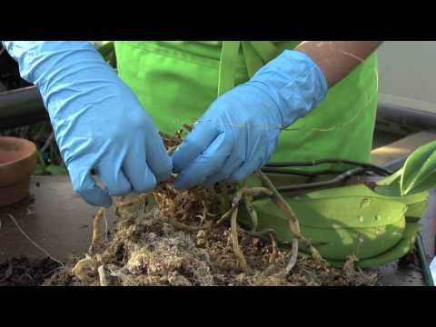 how to replant phalaenopsis orchids
