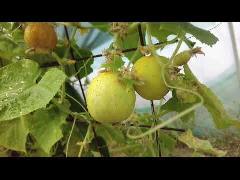 ОБУKА ЗА ПРИМЕНУ ПЕСТИЦИДА ОБУKА ЗА ПРИМЕНУ ПЕСТИЦИДА