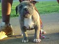 blue brindle pitbull,boss pit bull