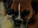 Kujo the Boxer Dog chewing on squeaky toy. Kujo the Boxer Dog chewing on squeaky toy.