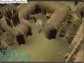 sloan84 str training guide (ankous)