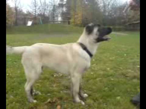 Kırma Kangal