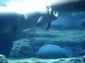 Manatees Swimming to Jimmy Buffet