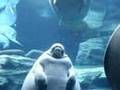 Manatees Swimming to Jimmy Buffet