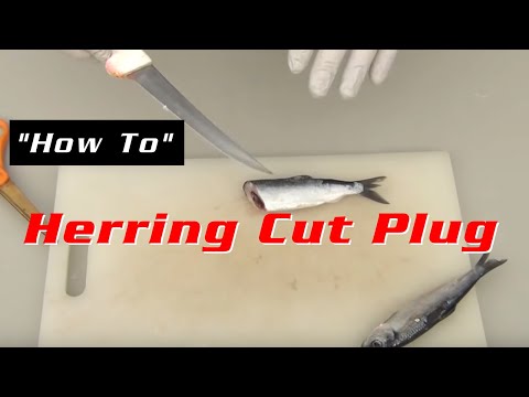 Cut Plug Herring for Columbia River Springers