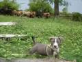 Pitbull Arami