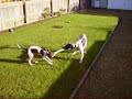 Reilly & Salma playing ragger Reilly & Salma playing ragger