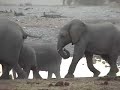Namibia Etosha Game Park
