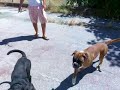 Fight Golia (alano) e Dior (Boxer)