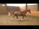 HorseBase Video (www.horsebase.de)