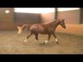 Schritt, Trab und Galopp freilaufend