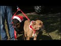 San Diego Dog Trainer, Amanda Begley.