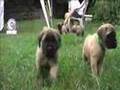 Mastiff Puppies - 6 weeks old