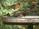 Bathing Beauty Towhee