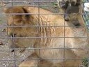 Zooz CUBS!