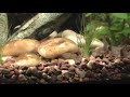 Dancing Corys Dancing Corys