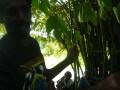 videos de snake bite remedy.Papua New Guinea