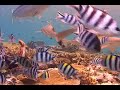 Shark diving Fiji - Part four